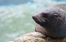 Kyoto aquarium