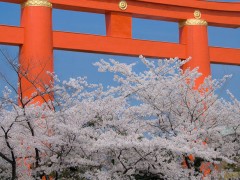 平安神宮　桜