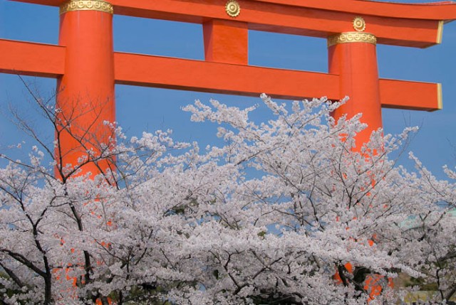 平安神宮　桜