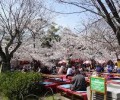 円山公園　花見