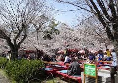 円山公園　花見